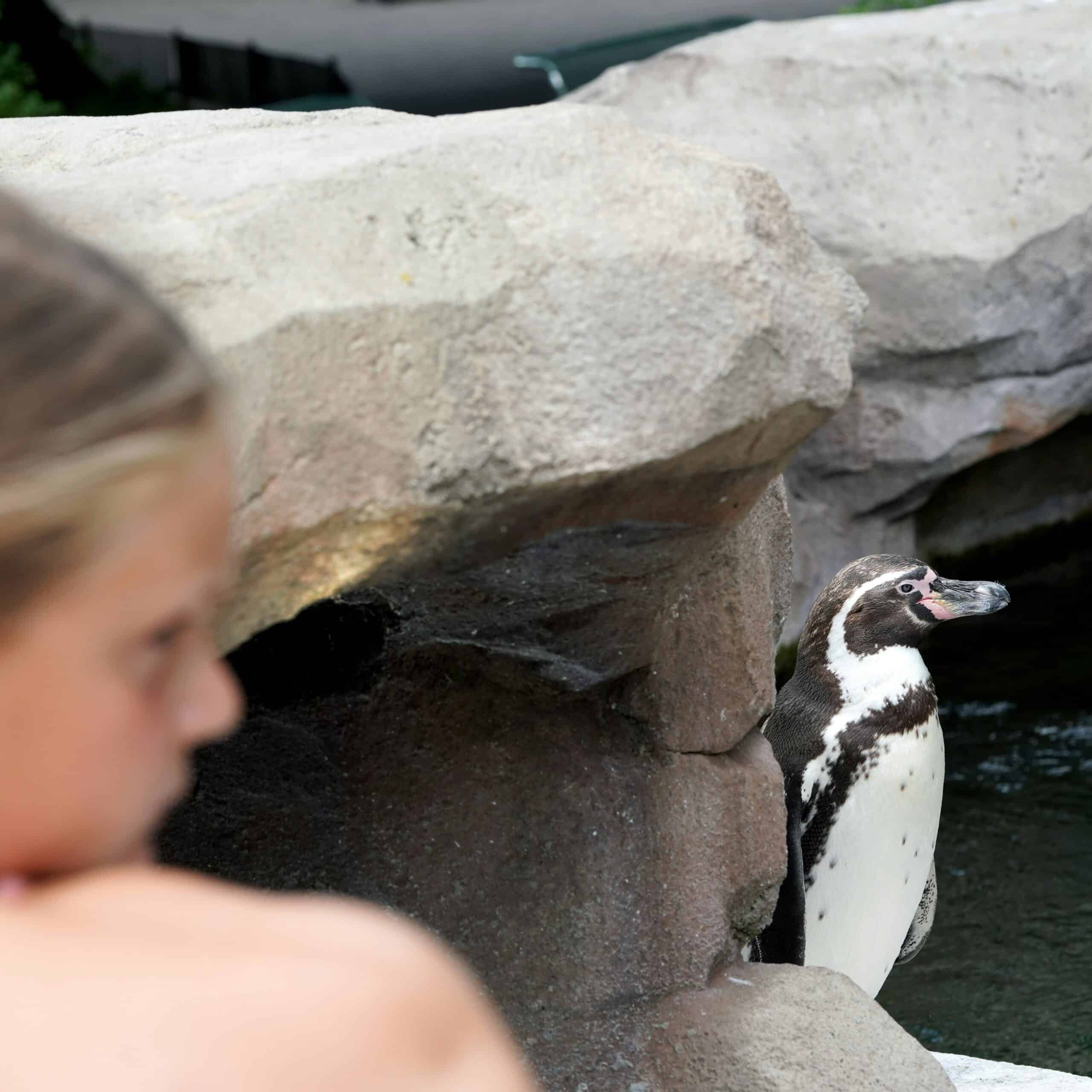 Blog Zoo Unsplash
