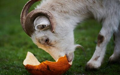 Autumn school trips in the South East